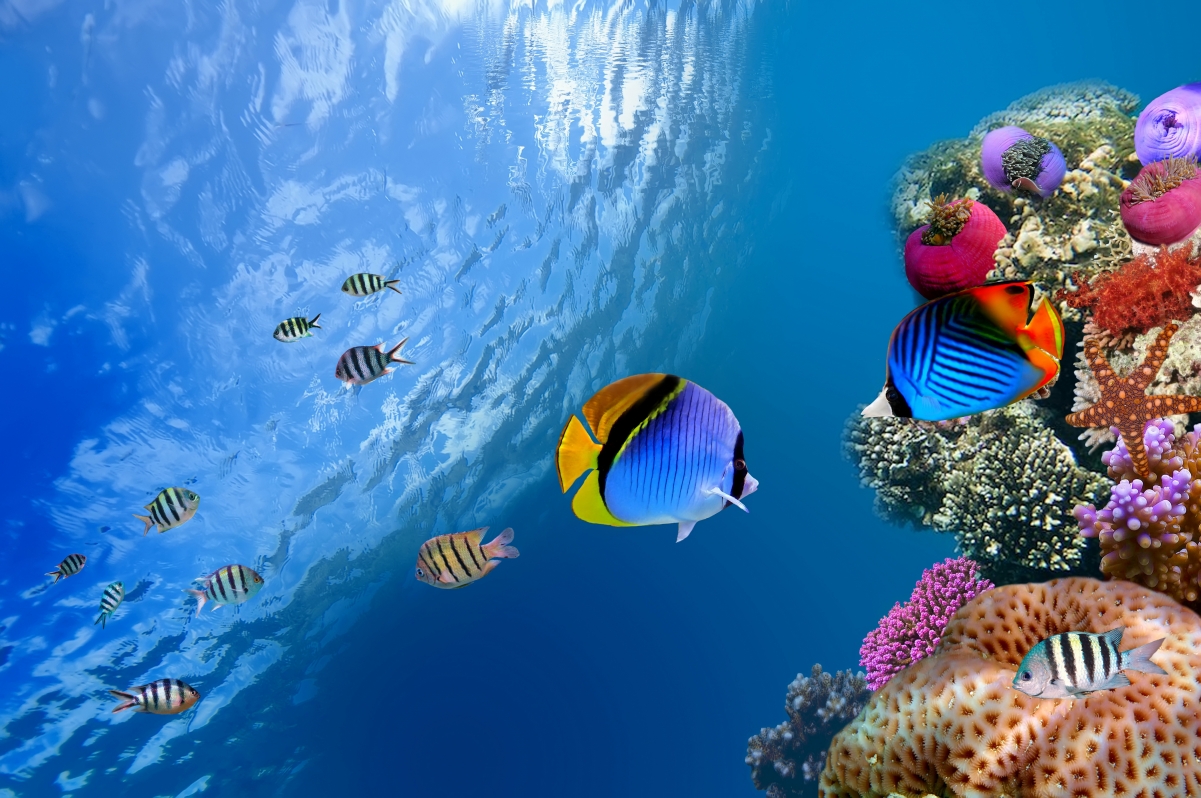 Ocean fish underwater coral seabed