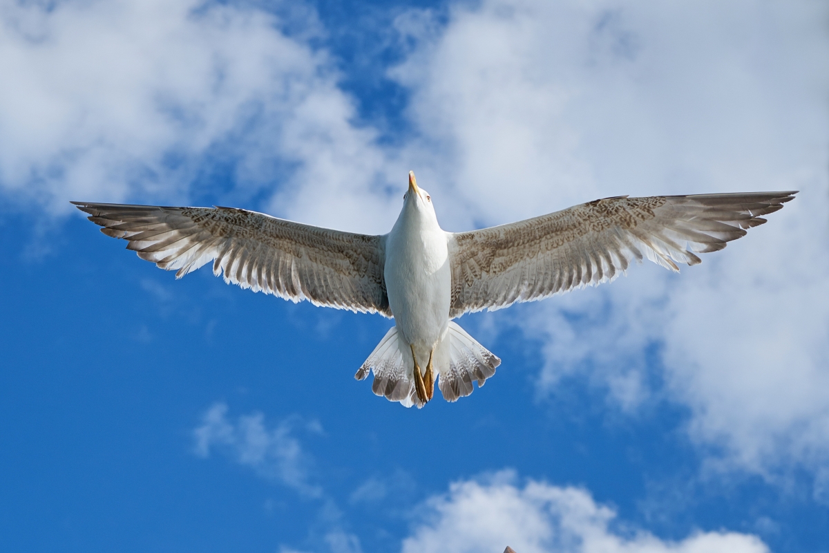 Seagull flying in the sky 5K wallpaper