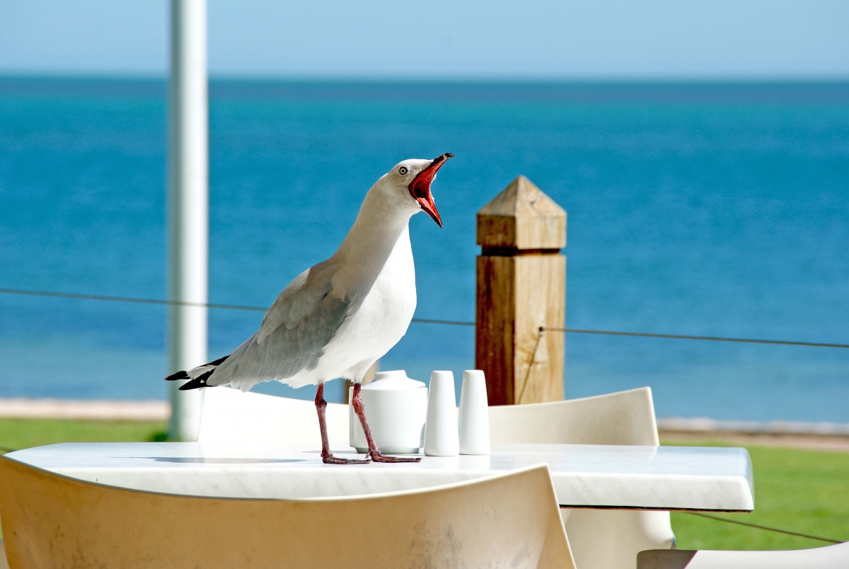 Seagull beak singing funny table