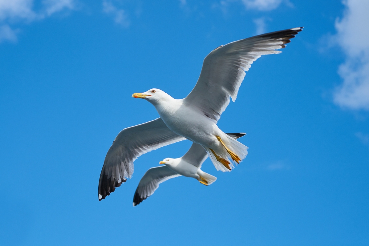 Seagull bird beautiful cloud sky and