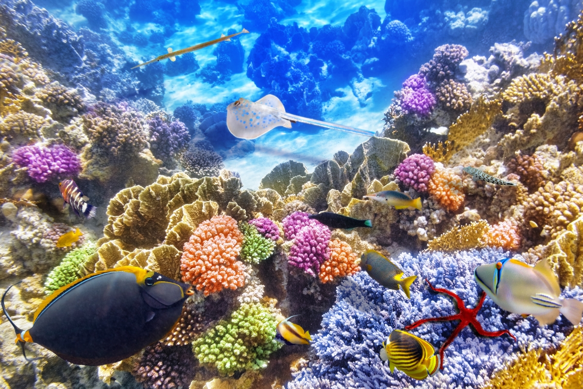 Underwater World Coral Reef 4K Wallpaper