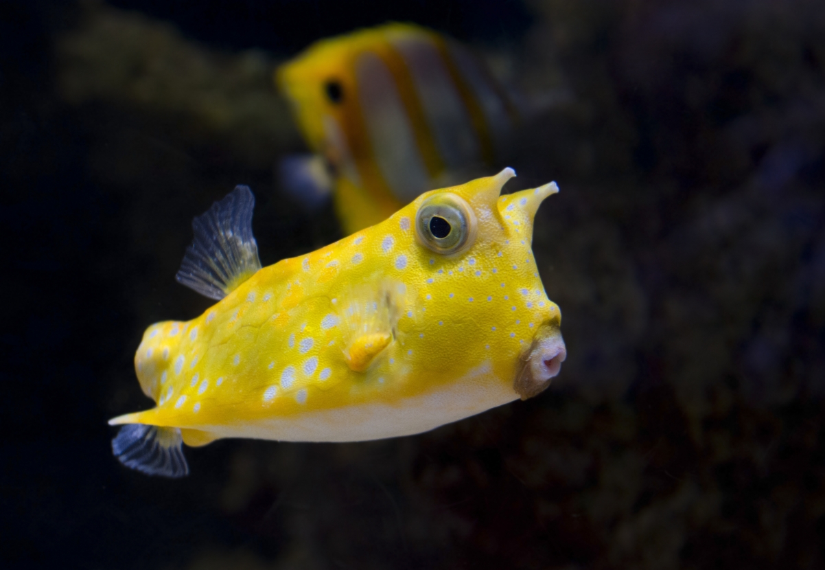 Yellow spotted fish underwater on the seabed