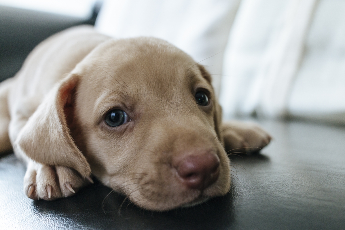 Dog on the sofa, cute puppy 5k illustration