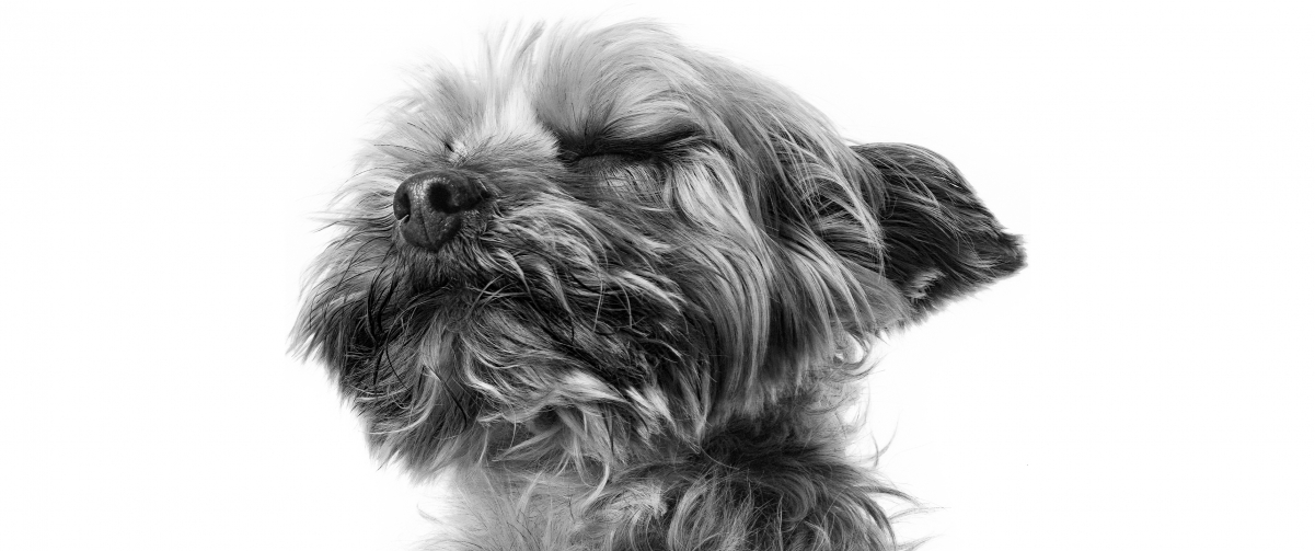 Dog 3440x1440 Curved Wallpaper