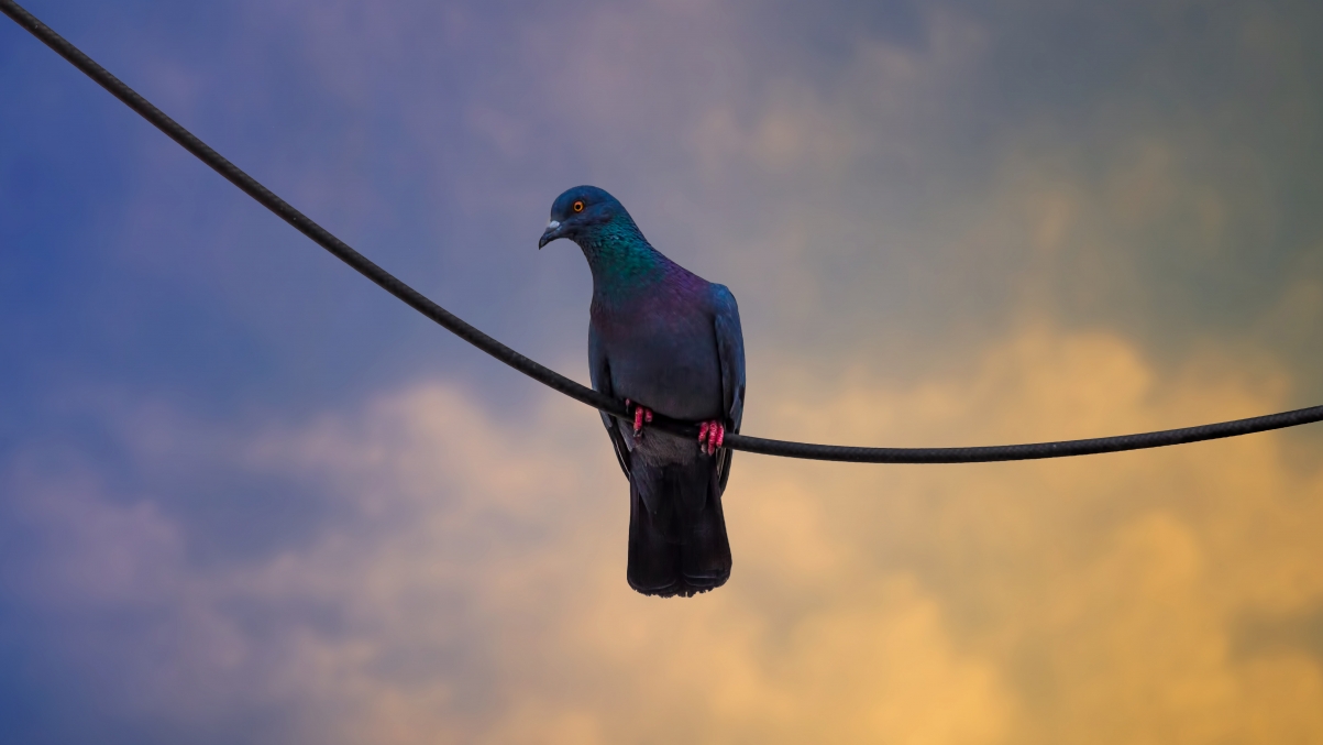 Dove Cloud Electric Wire Dusk 5K Motion