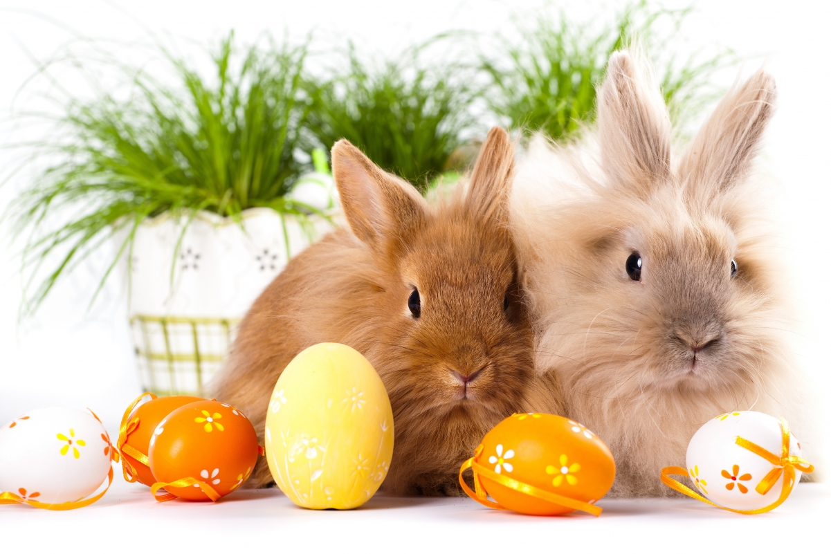 Easter cute bunny egg 4