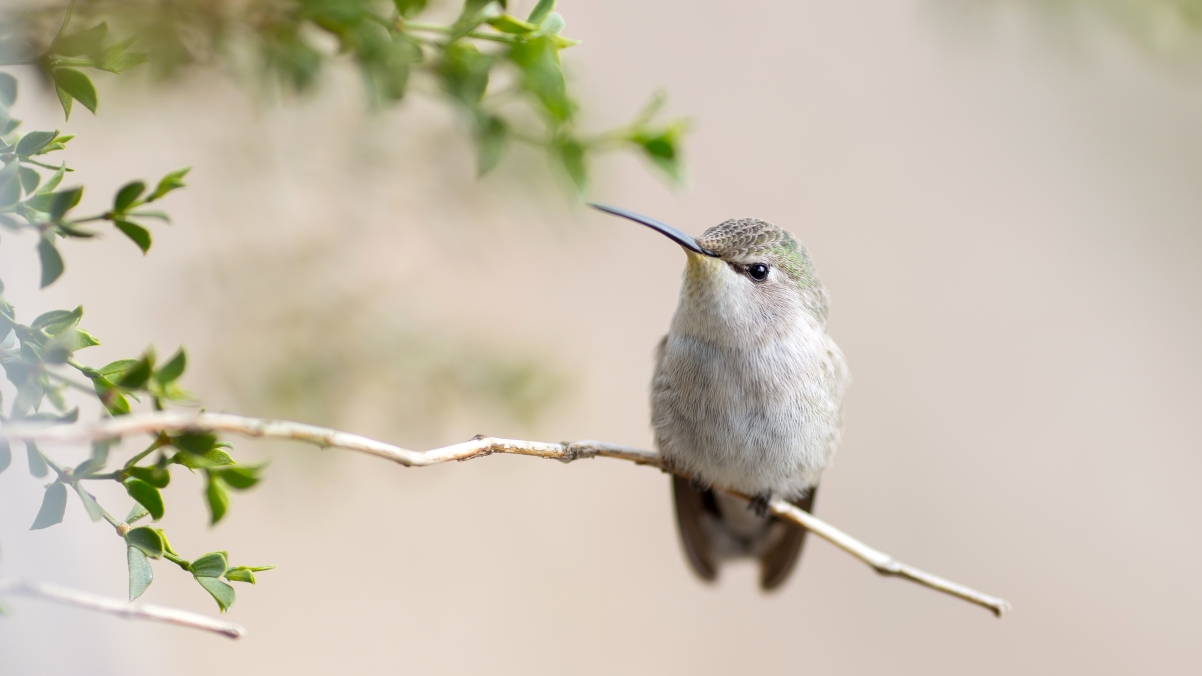 Hummingbird 4K Photography Wallpaper