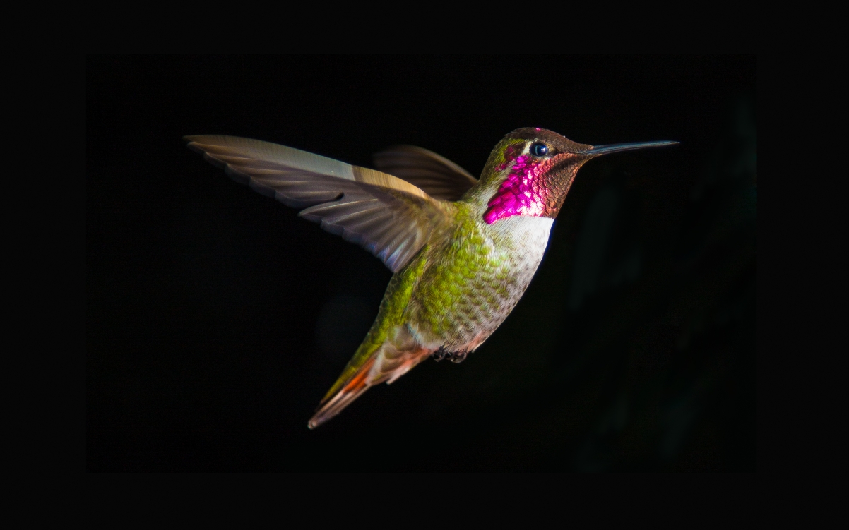 Hummingbird 4K Wallpaper