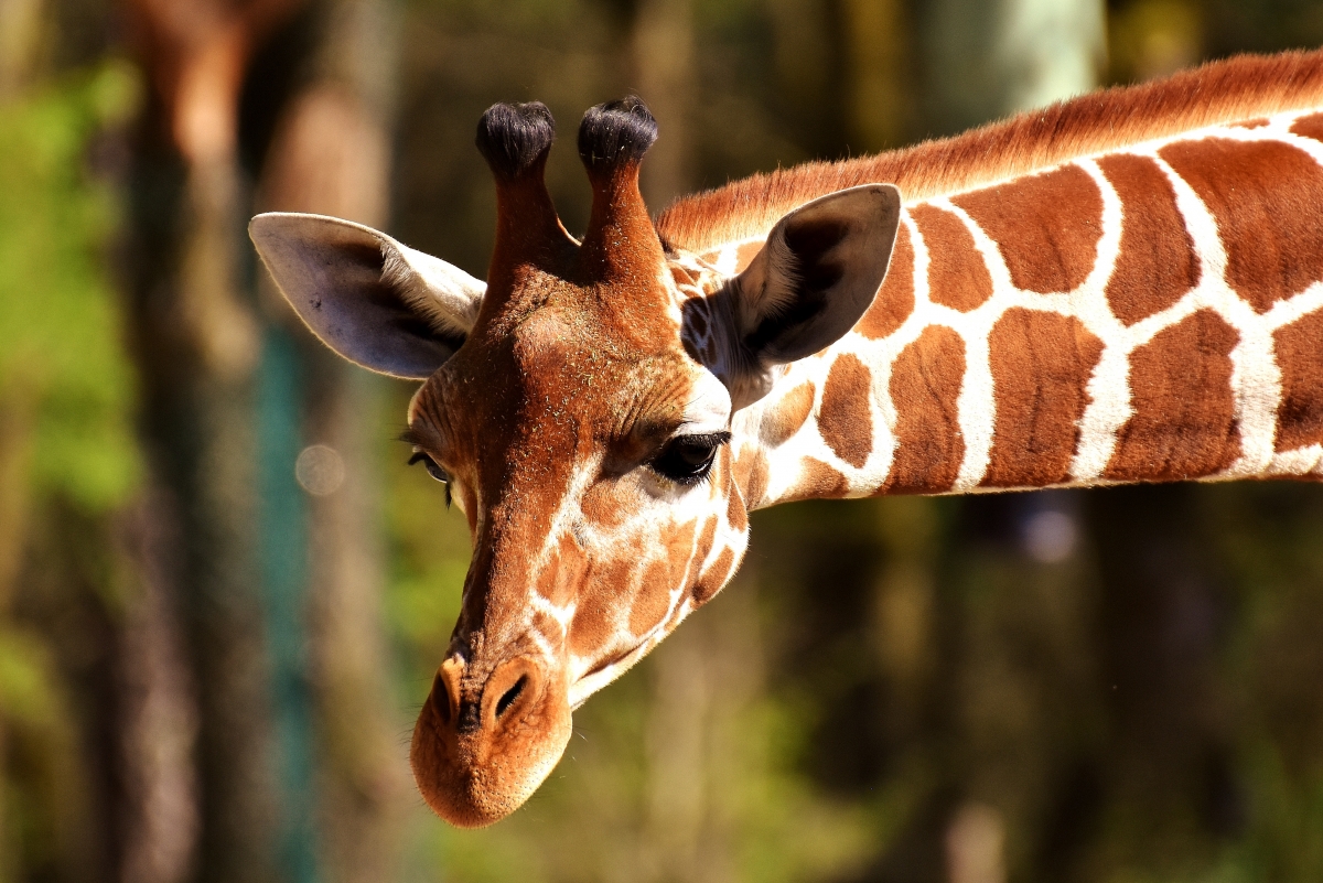 African zoo wild animal long neck