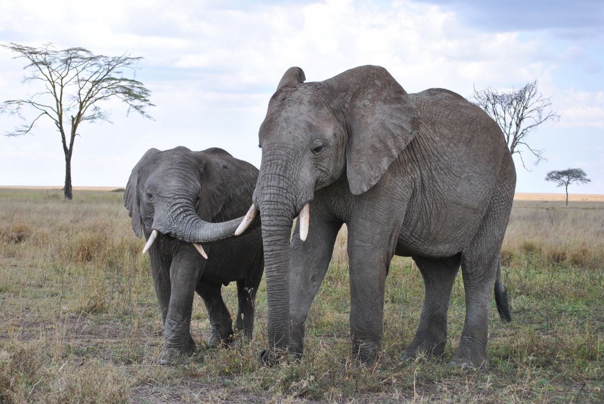 African elephant 4k picture