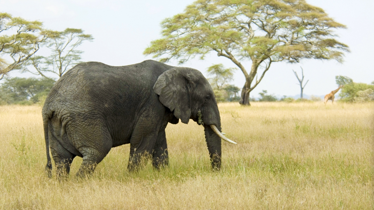 African savannah elephant 4k wallpaper