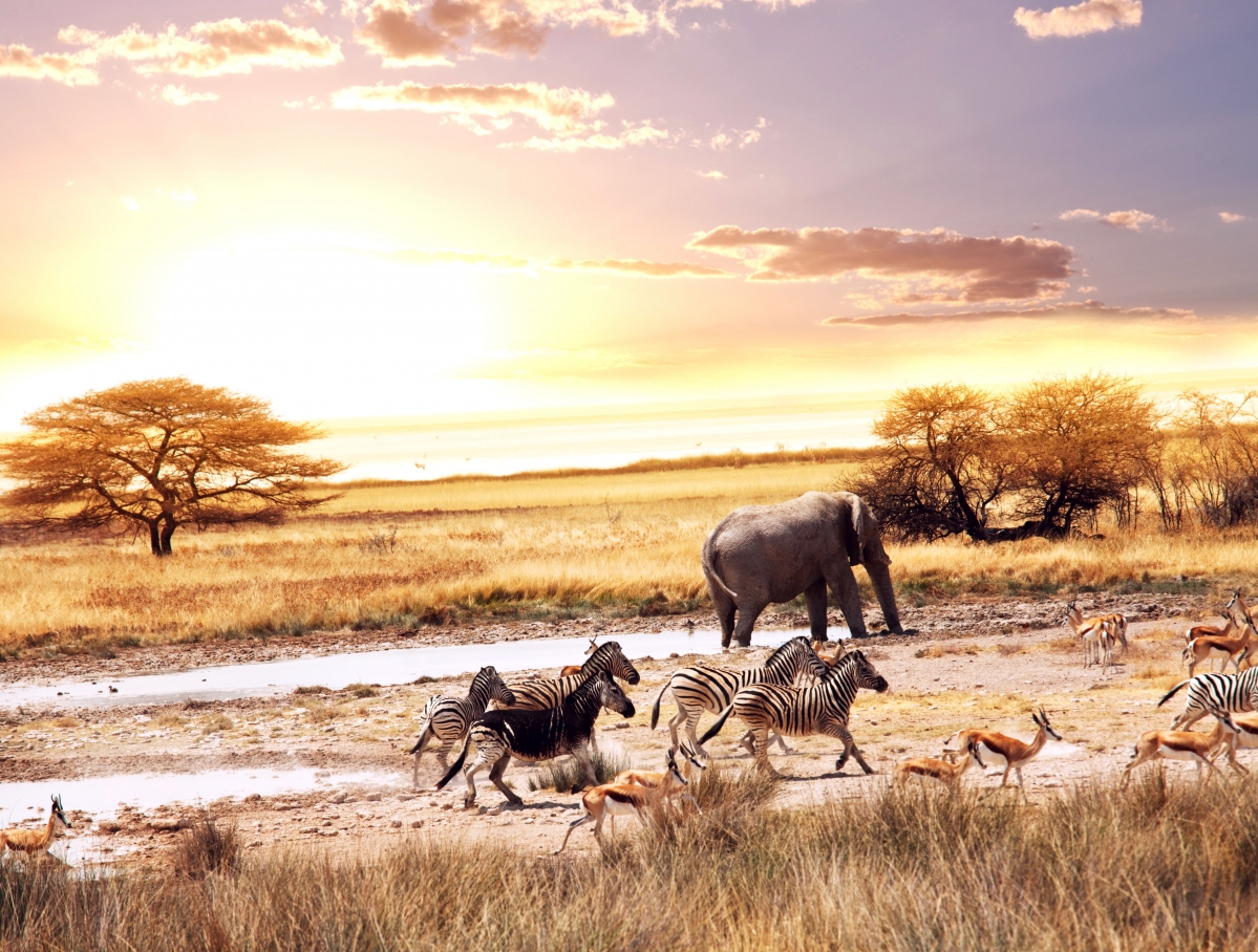 African savanna animals big