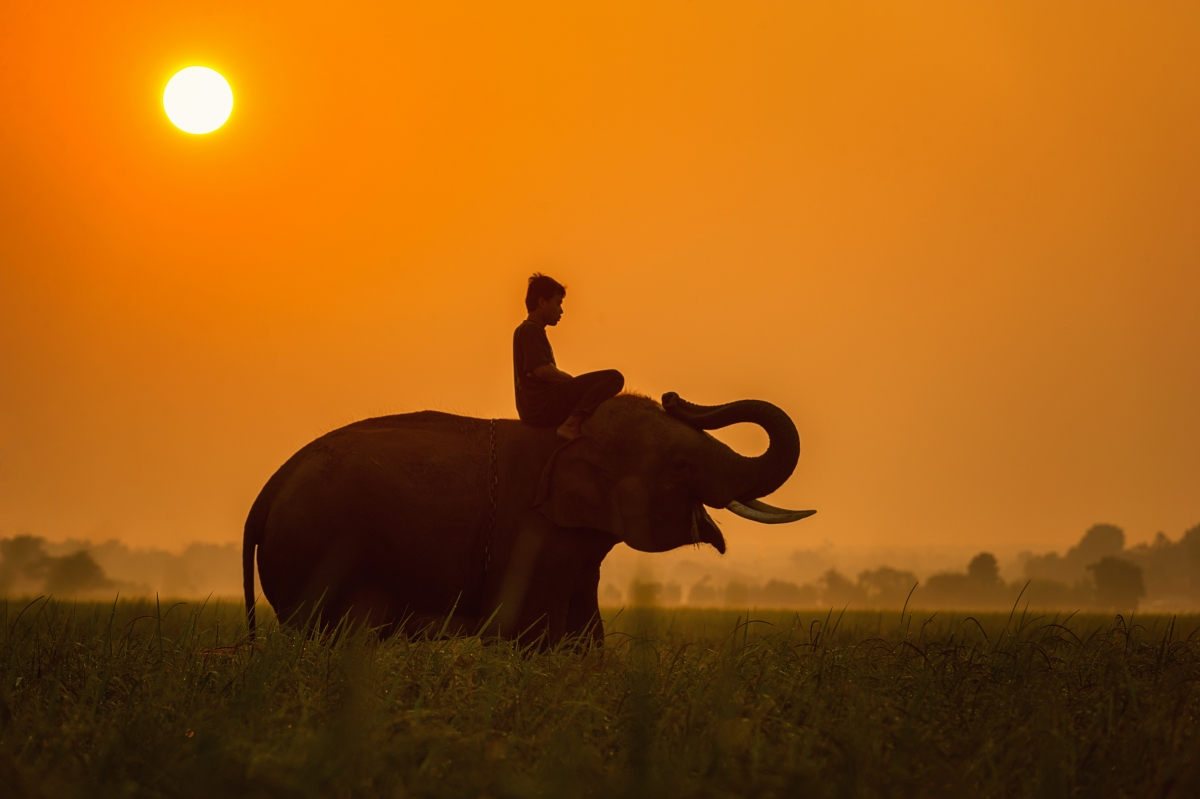 African african elephant animal