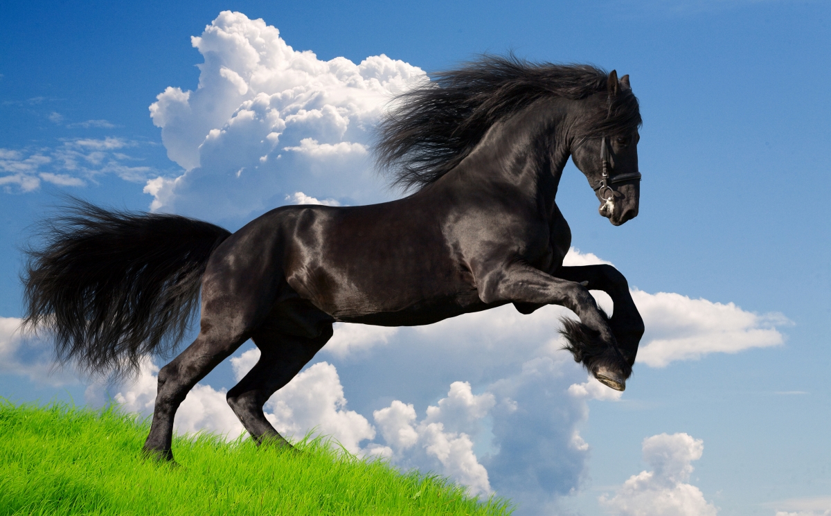 Galloping Black Horse 4K Wallpaper