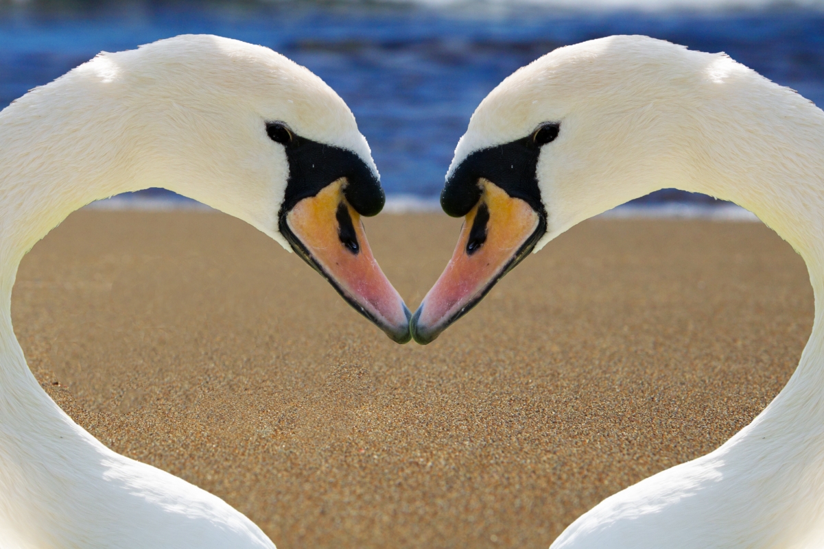 Goose heart to heart love romantic picture