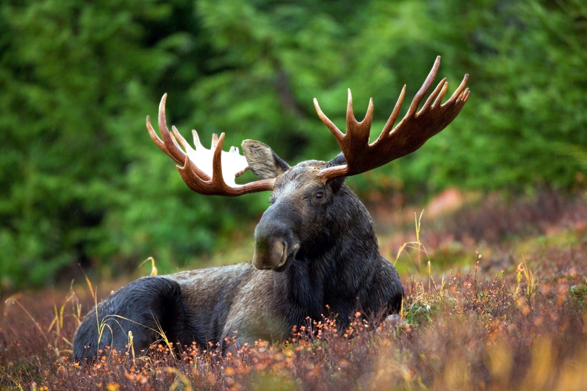 Animal nature forest grass moose