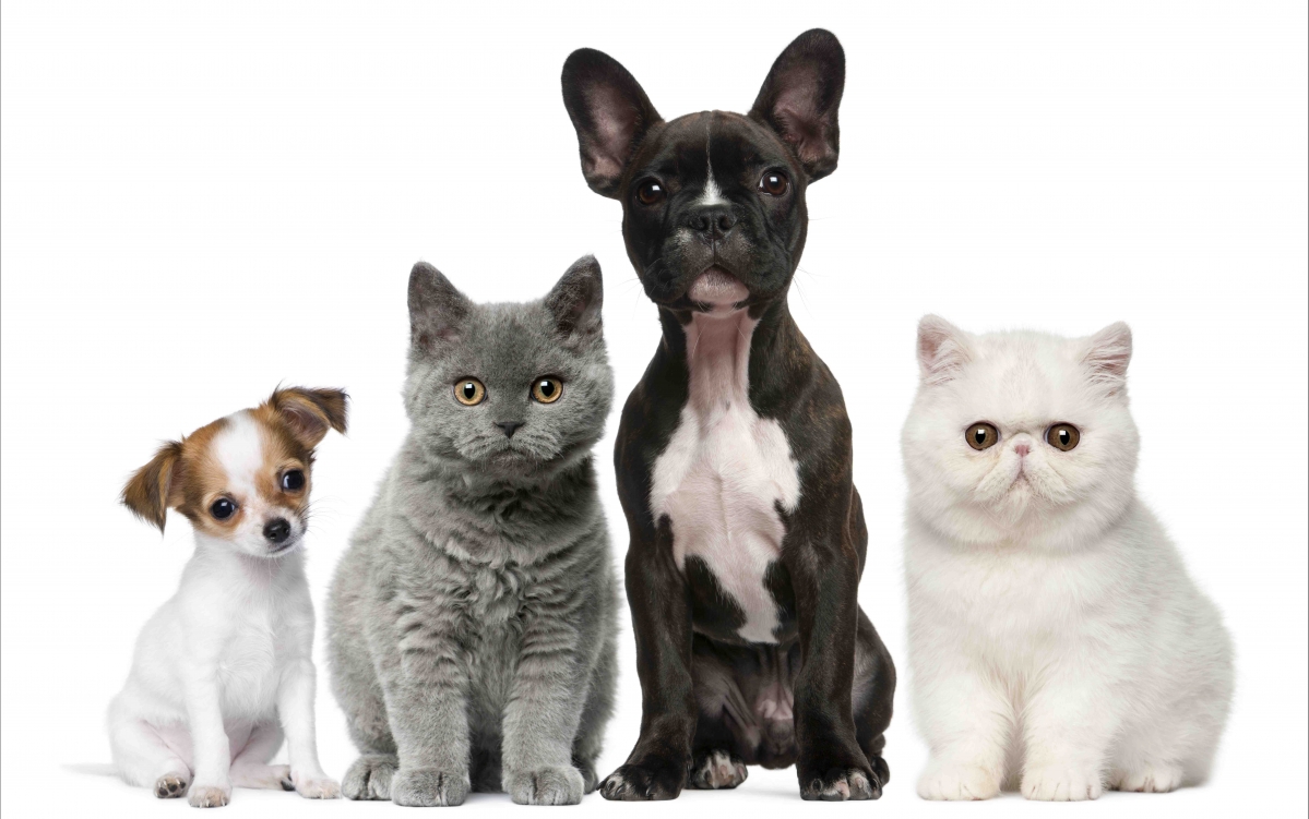 Animals Cats and Dogs 8K Wallpaper
