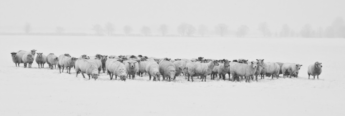 Winter snow sheep animal 8K picture