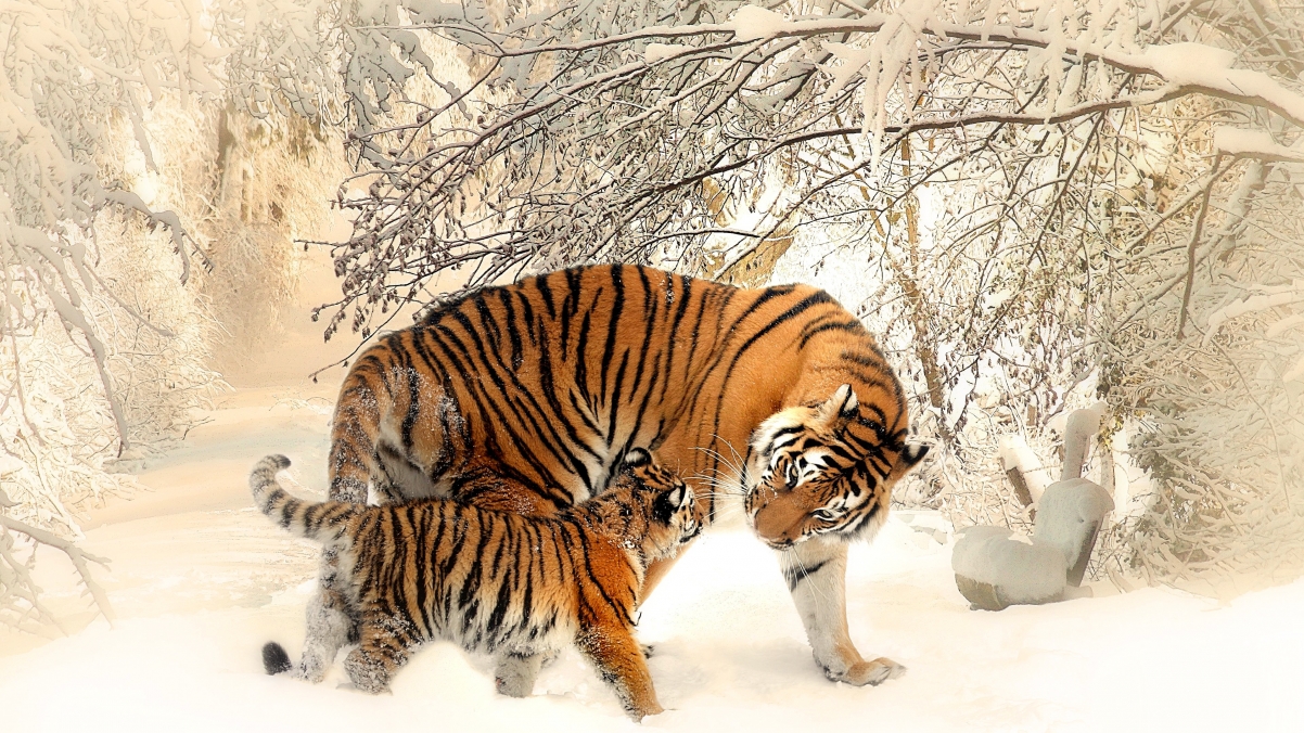Winter Snow Tiger 4K Wallpaper 384