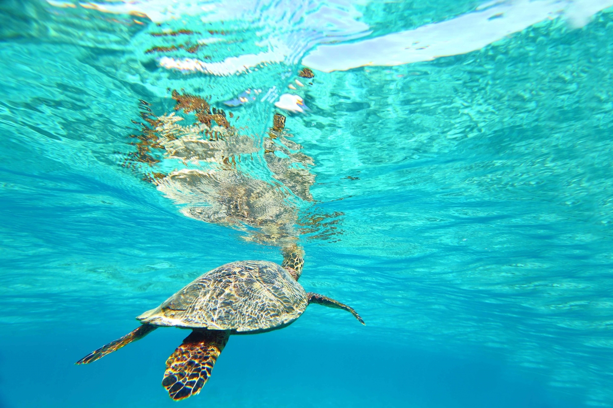 Sea turtle dreamy landscape