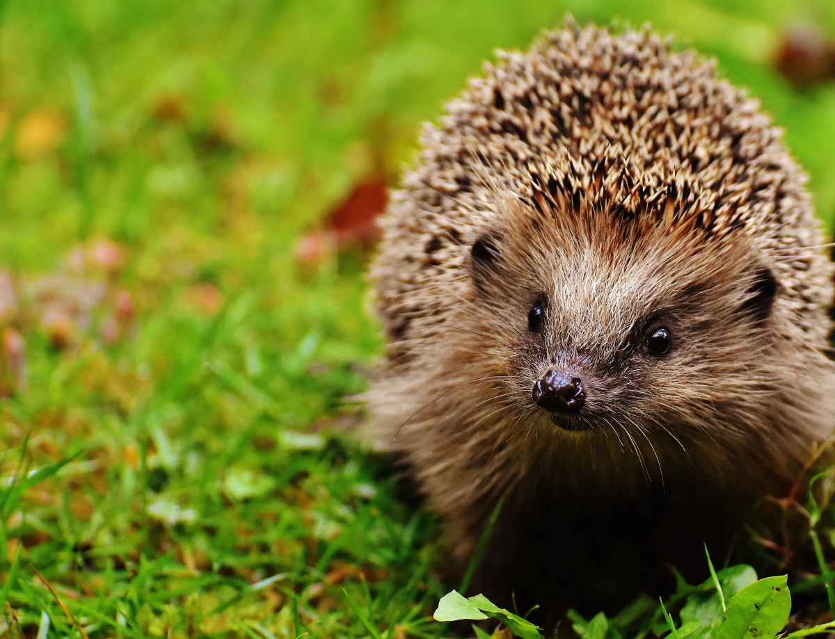 Hedgehog 4k Animal Wallpaper