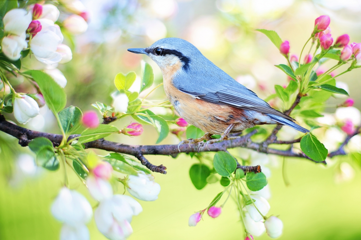 Spring branch flowers and birds 4K illustration