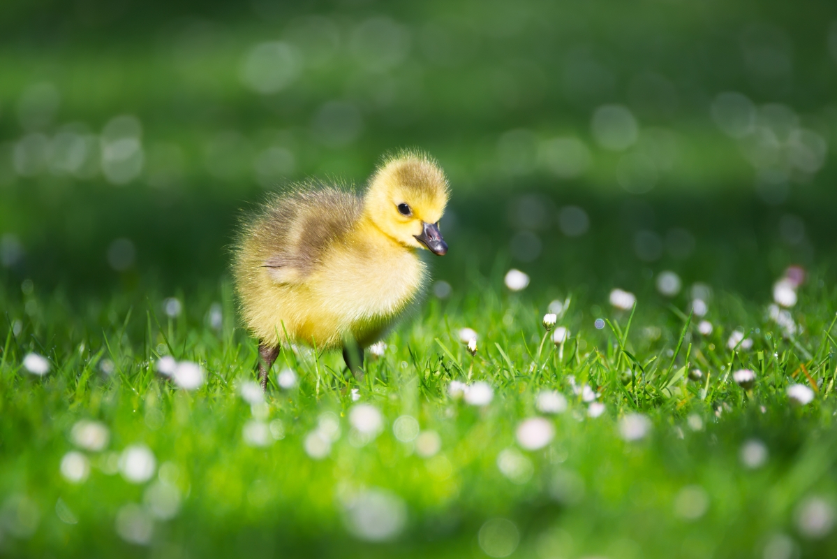 4k pictures of goslings