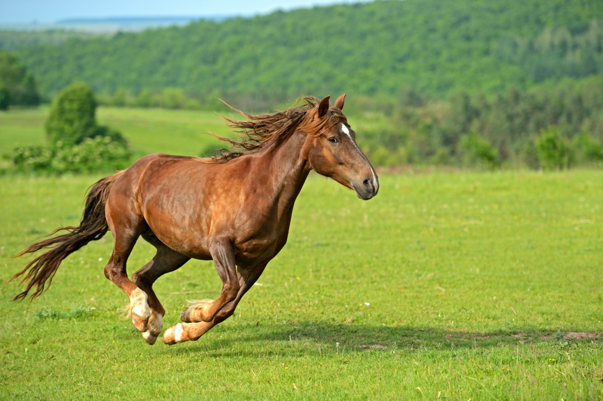 Horses running on the grassland 4K wallpaper