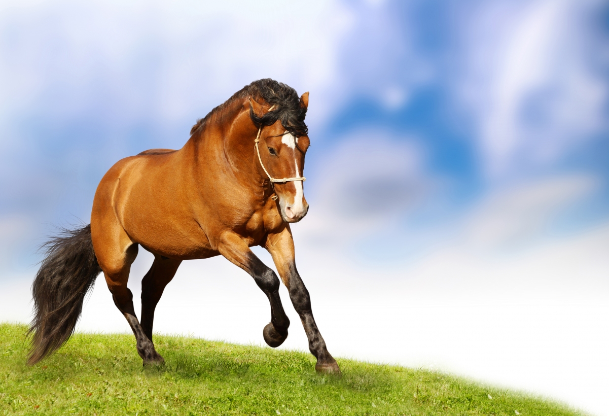A brown horse running on the grassland 4K wall