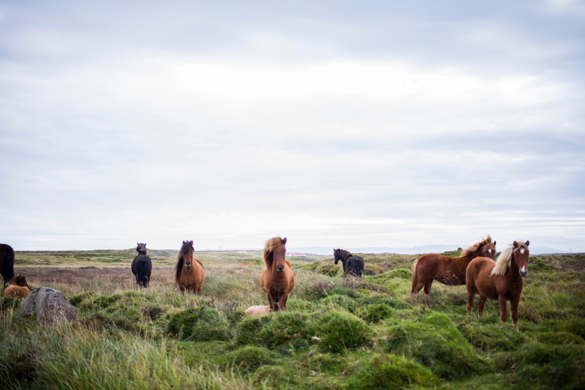 Grassland Horse 6K Wallpaper