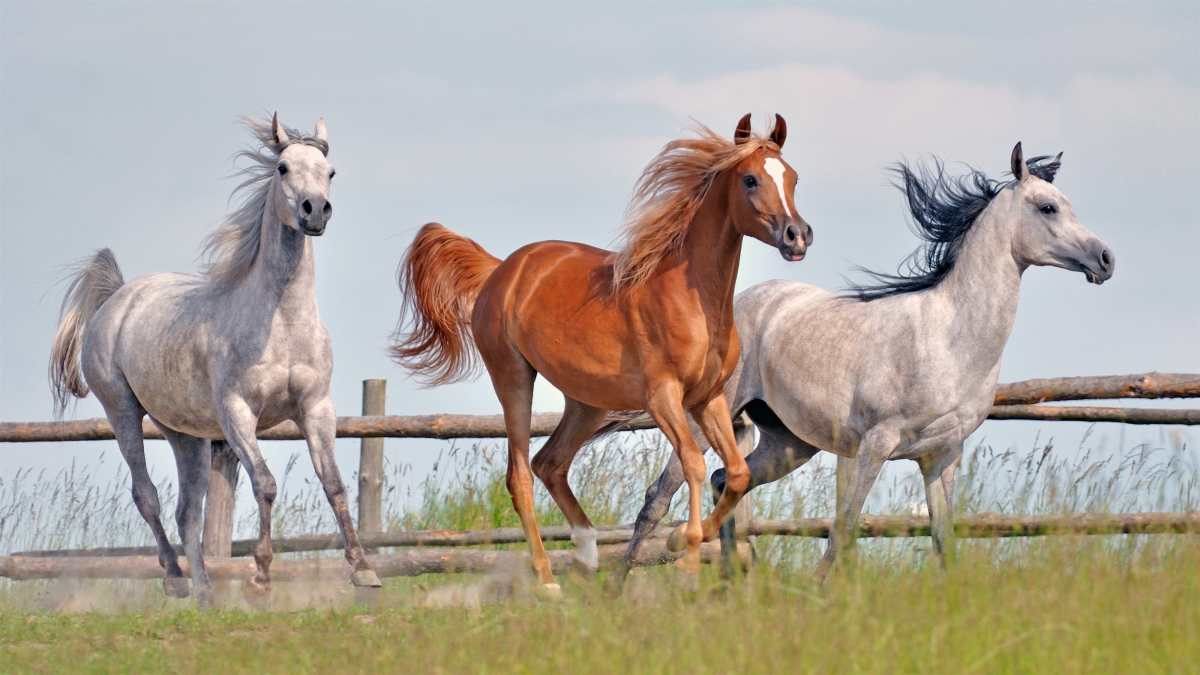 Grassland horse galloping