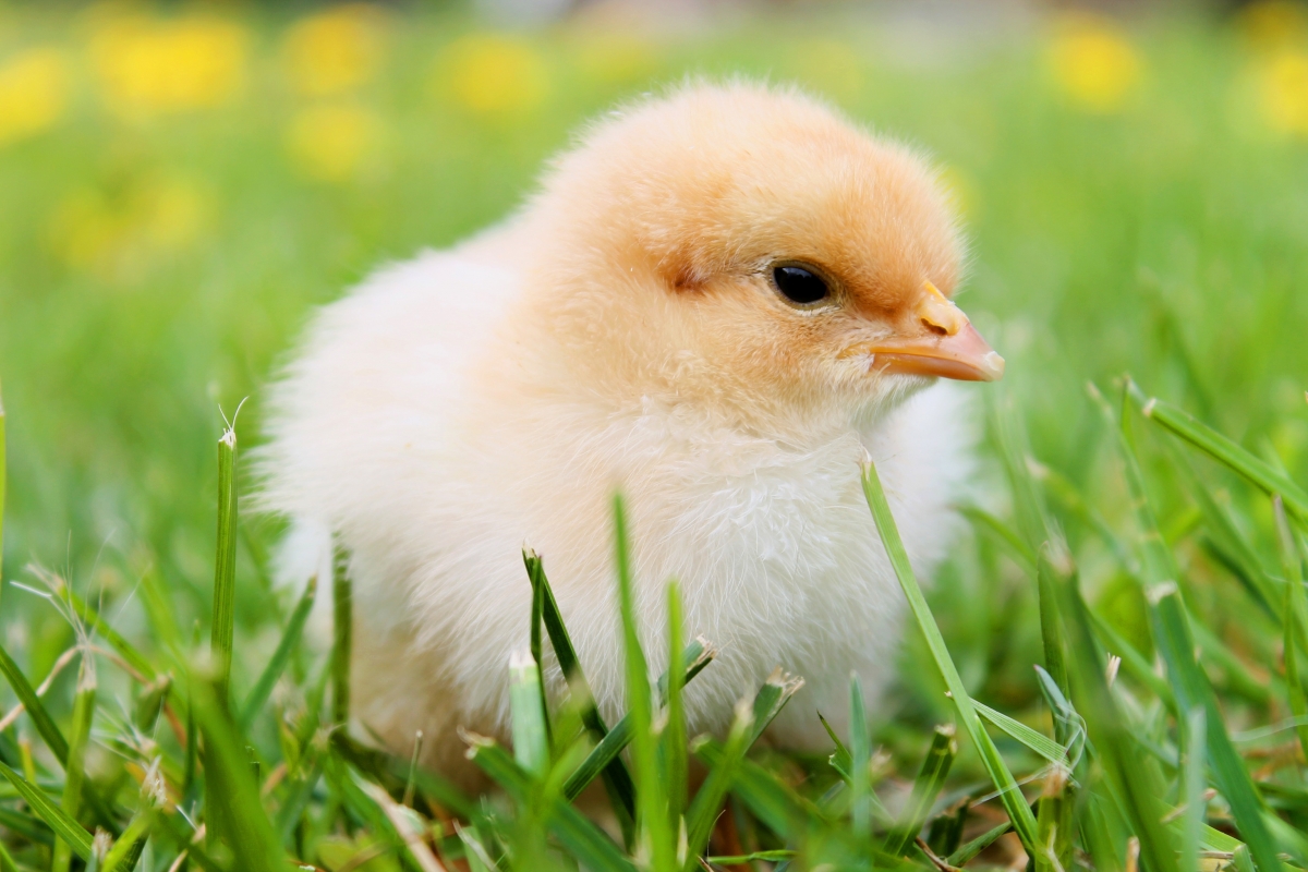Pictures of fluffy chicks on the grass