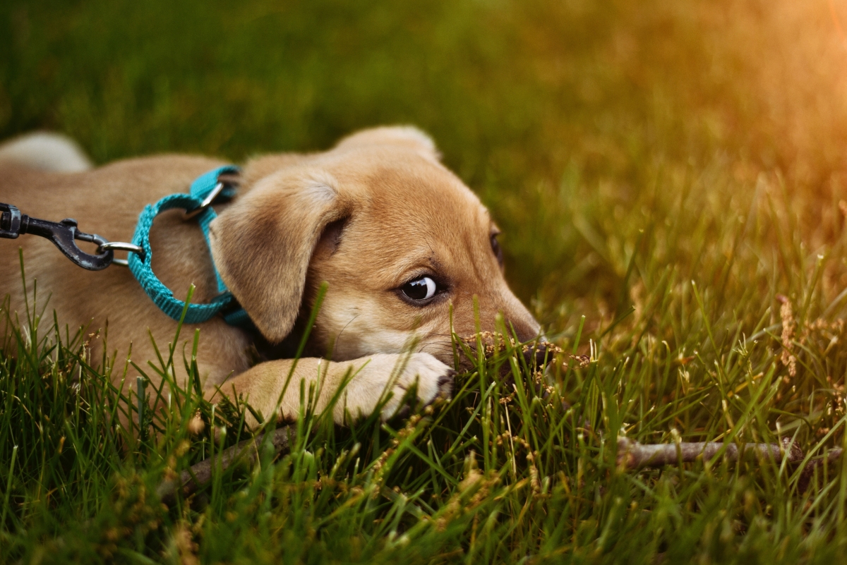 Cute puppy on the grass 4K wallpaper