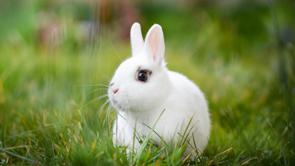 Cute white rabbit on grass