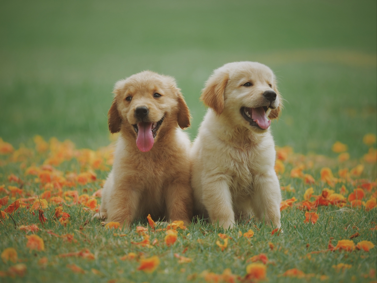 Two cute puppies on the grass 5k