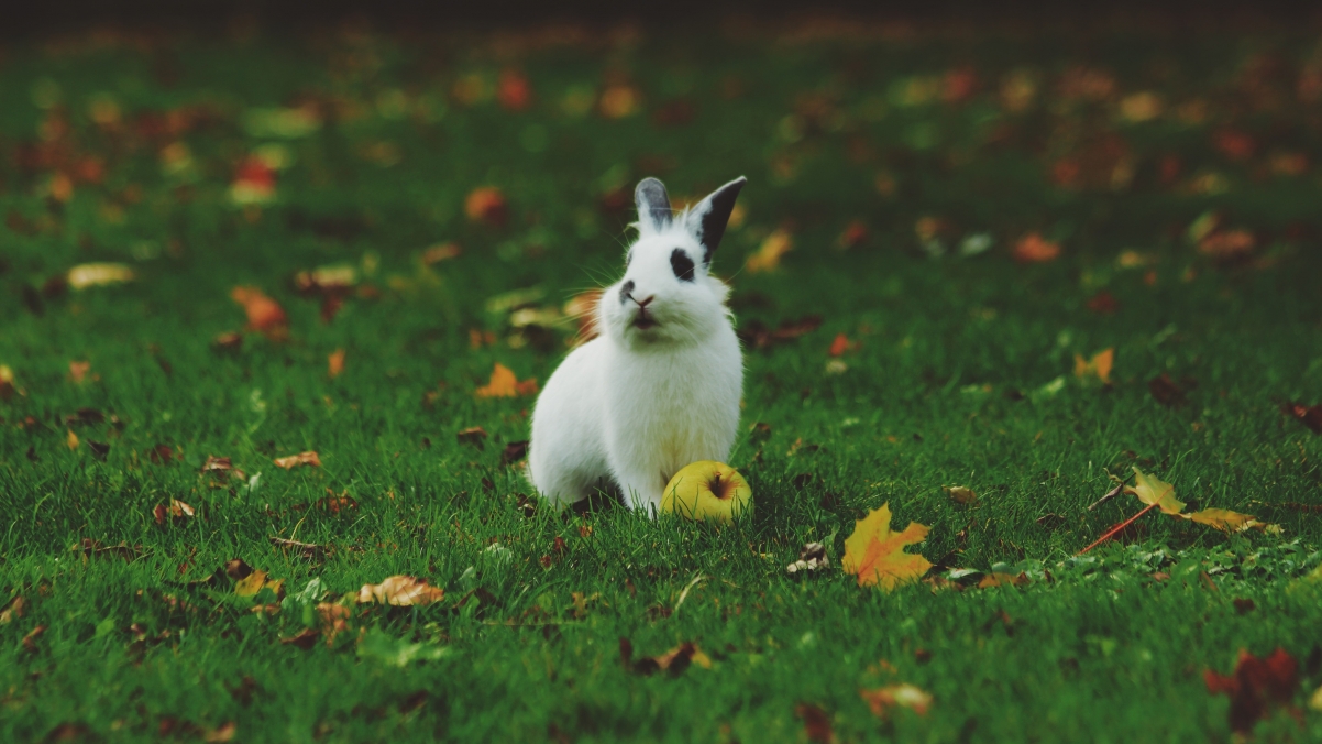 Cute picture of pot on the grass