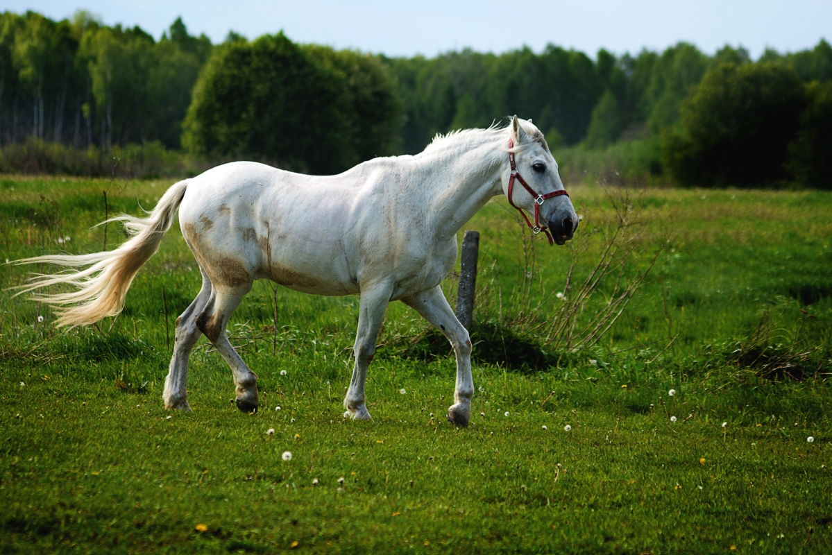 White horse on the grass 4k HD