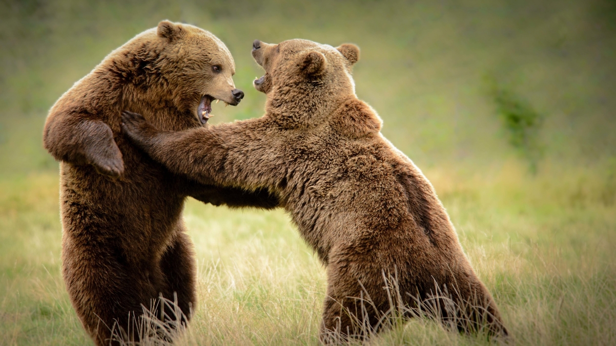 Two playful bears in the grass 4K wall