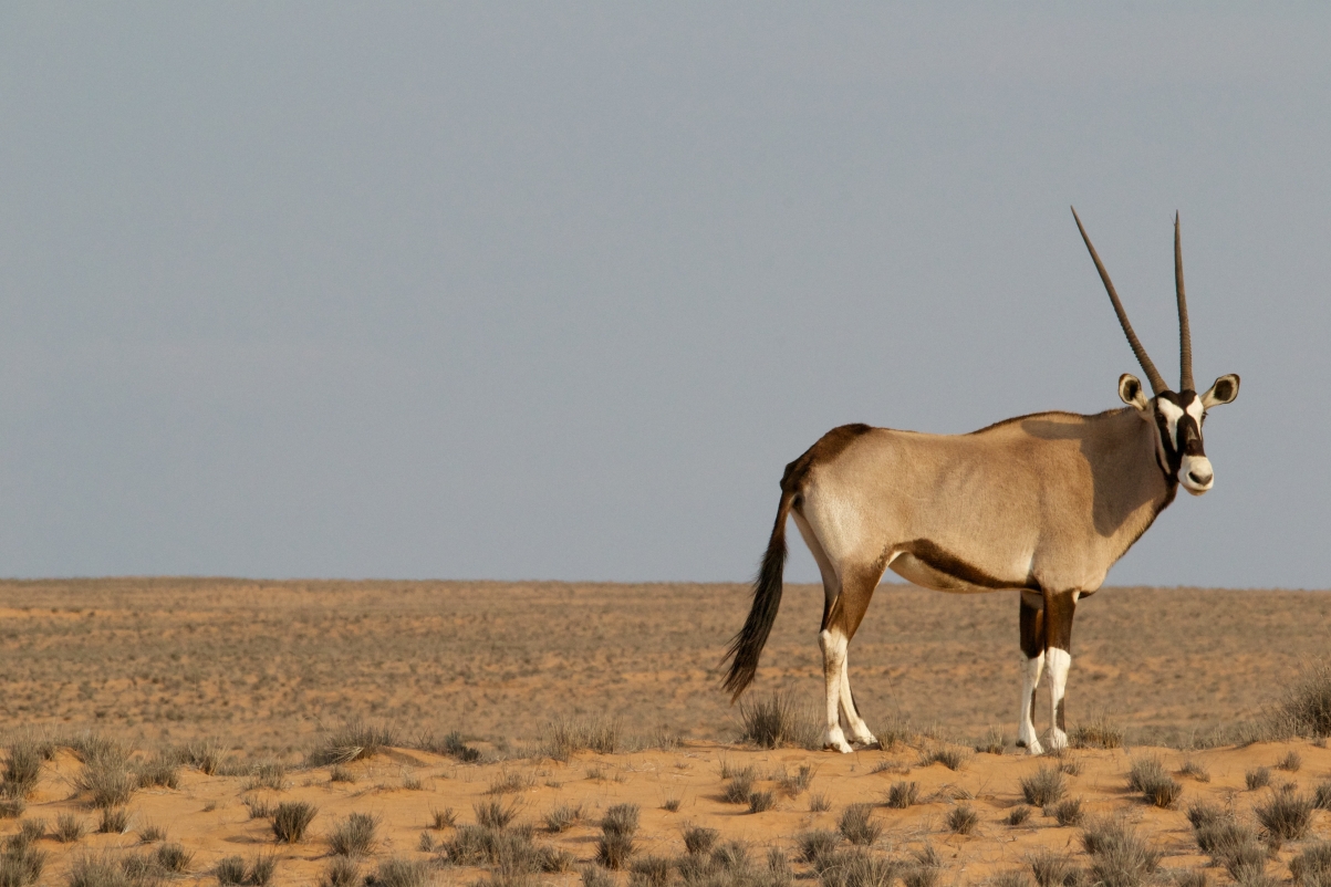 Tibetan antelope 4k animal pictures