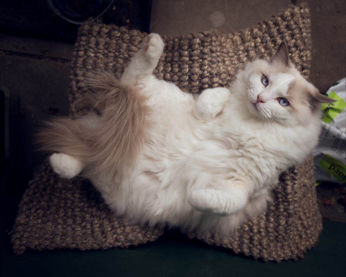 Ragdoll Cat 4K HD Picture