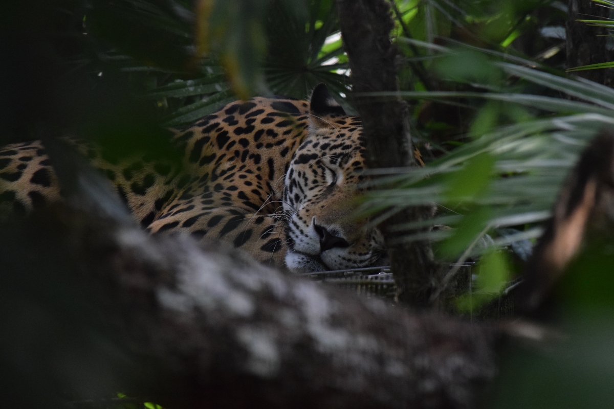 Belize Zoo Jaguar 4k Picture