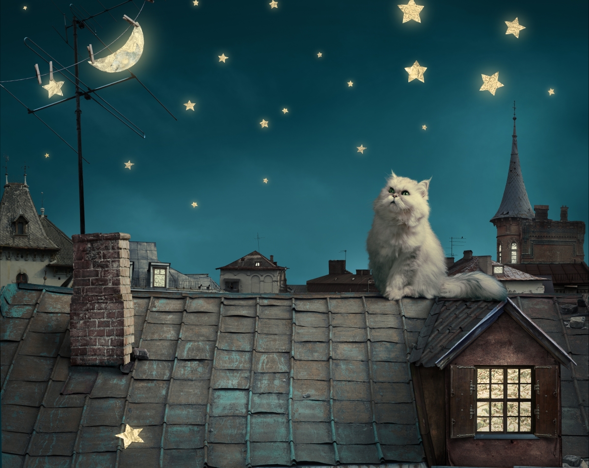Persian white cat, kitten, fairy tale, fantasy