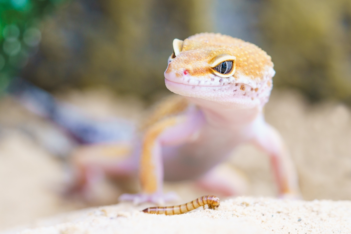 Gecko 4K Picture Wallpaper