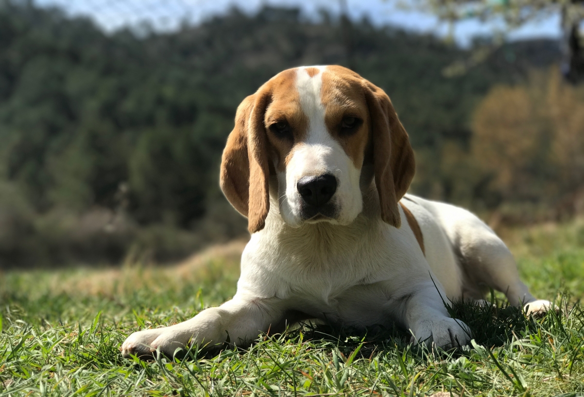 Beagle dog 4k wallpaper