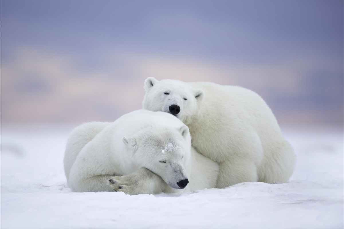 Polar bear, snow, winter, 5k picture