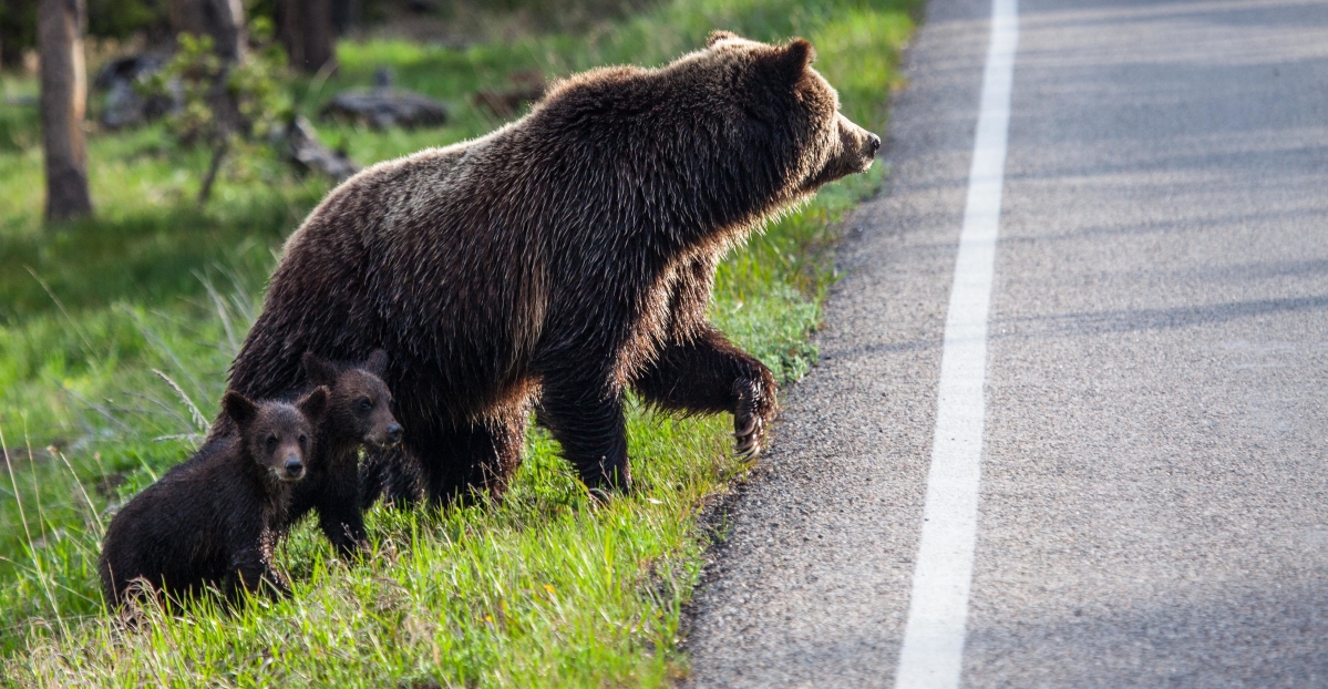 Polar bear, mother, child, road, moving