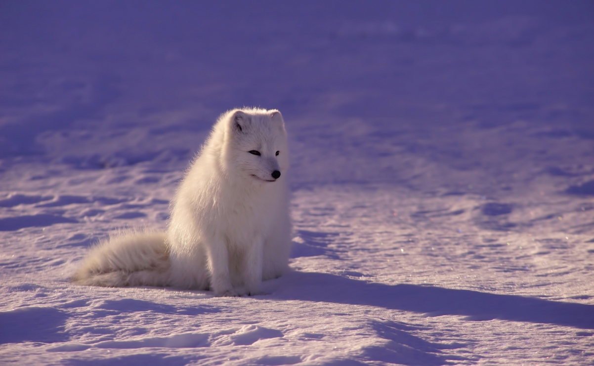Arctic fox HD pictures