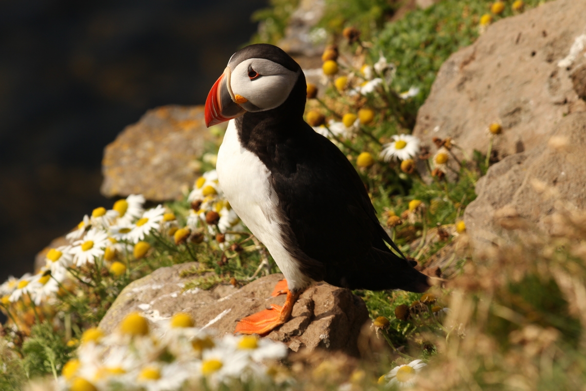 Arctic Puffin Good Robin 5K Picture Wall