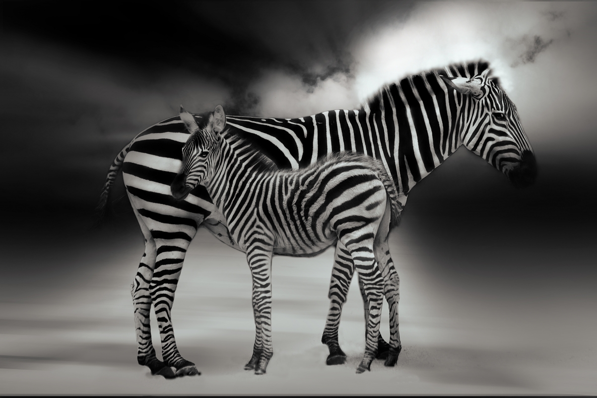 Zebra Animals African Zebra 4K Illustration