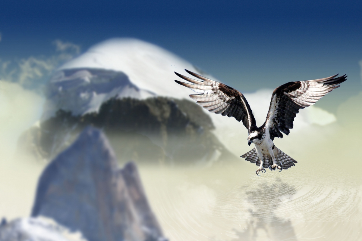White tailed eagle mountain sky cloud water sky